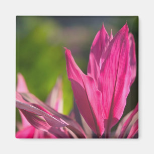 BAHAMAS, New Providence Island, Nassau: Paradijs Magneet