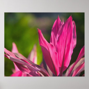 BAHAMAS, New Providence Island, Nassau: Paradijs Poster