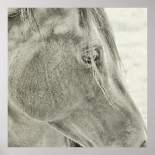 BAIE BEAUTY 24x24 Poster