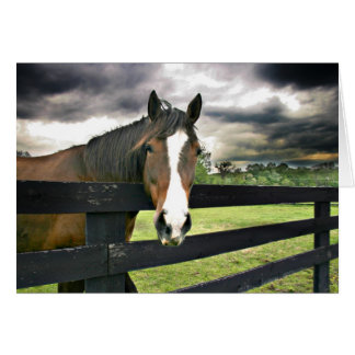 Baie cheval