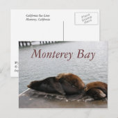 Baie de Monterey - Carte postale Lions de mer (Devant / Derrière)