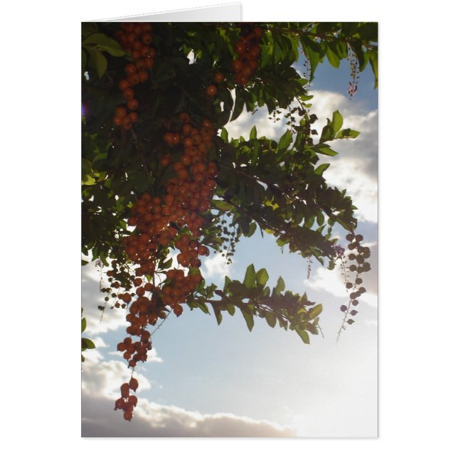 Baies du ciel (Devant)