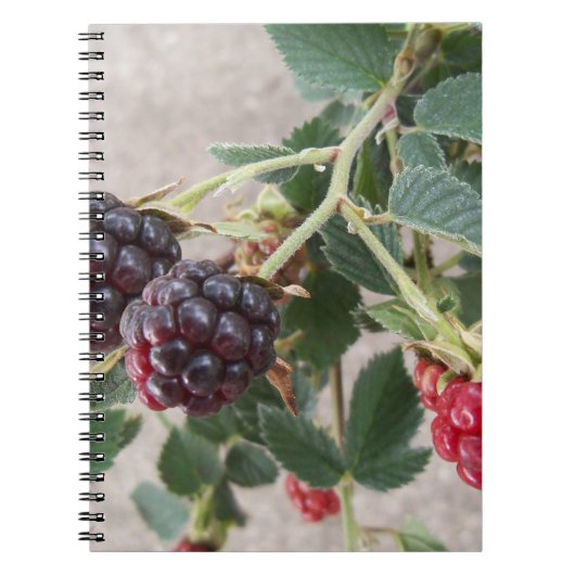 Baies mûres sur carnet (Devant)