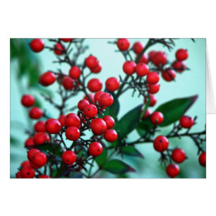 Baies rouges