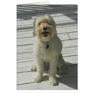 Bailey le beau chien Posing sur le pont - Carte