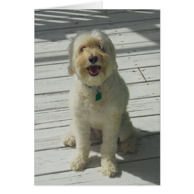 Bailey le beau chien Posing sur le pont - Carte (Devant)