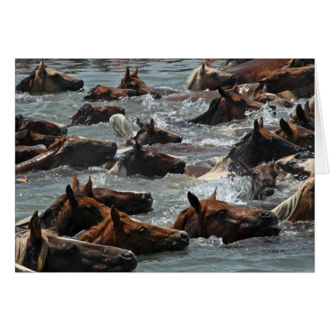 Bain de poney de Chincoteague (Devant horizontal)