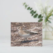Baird's Sandpiper op het strand Briefkaart (Staand voorkant)