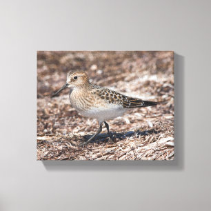 Baird's Sandpiper op het strand Canvas Afdruk