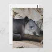 Baird's Tapir Briefkaart (Voorkant / Achterkant)