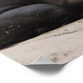 Bairds Tapir Poster (Coin)