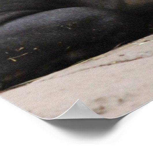 Bairds Tapir Poster (Coin)