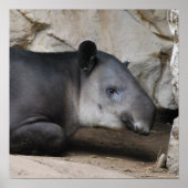 Bairds Tapir Poster (Devant)