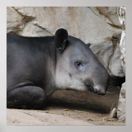 Bairds Tapir Poster (Devant)