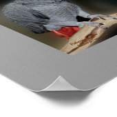 Baiser les perroquets jolie Mariage Poster cadeau (Coin)