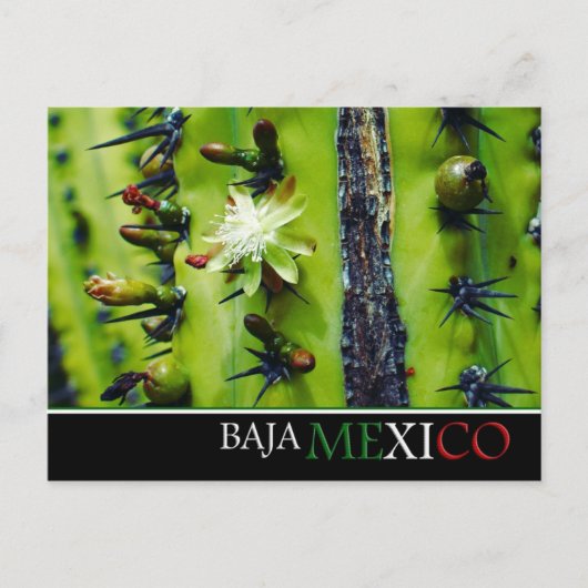 Baja Mexico Briefkaart (Voorkant)