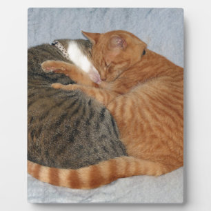 Bal van Schattigheid Fotoplaat