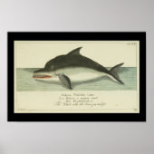  balaena - fin walvis - afdruk poster (Voorkant)