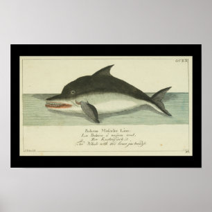 balaena - fin walvis - afdruk poster
