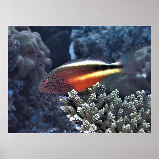 Balans Poster (Voorkant)