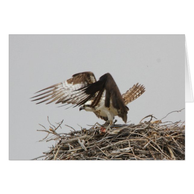 Balbuzard (Devant horizontal)