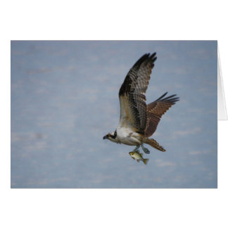 Balbuzard
