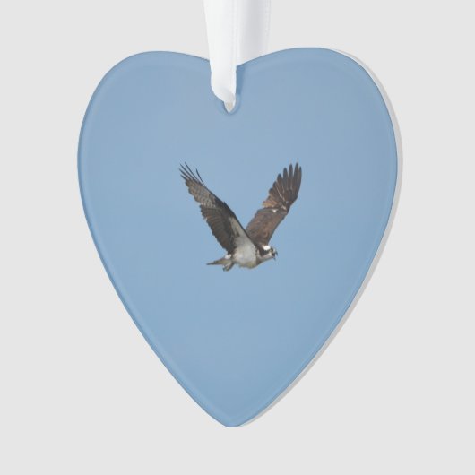 Balbuzard de glissement (devant)