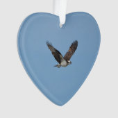 Balbuzard de glissement (devant)