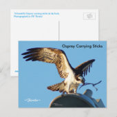 Balbuzard portant des bâtons Carte postale (Devant / Derrière)