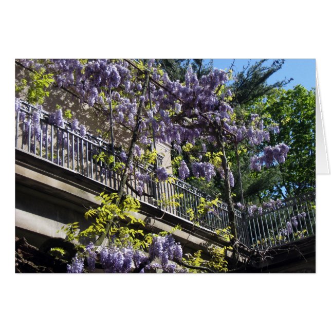 Balcon de glycines (Devant Horizontal)