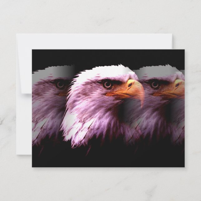 Bald American Eagle (Voorkant)