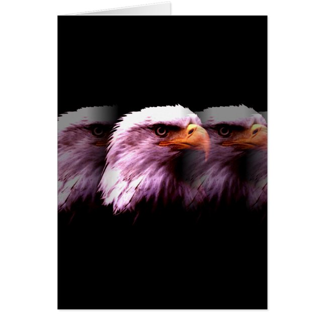 Bald American Eagle (Voorkant)