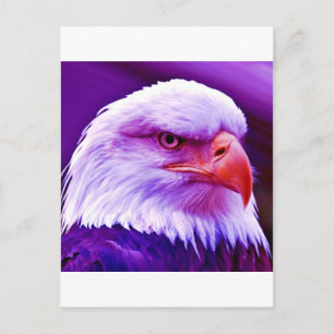 Bald American Eagle Briefkaart