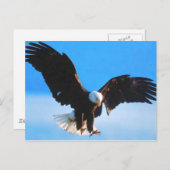 Bald American Eagle Briefkaart (Voorkant / Achterkant)