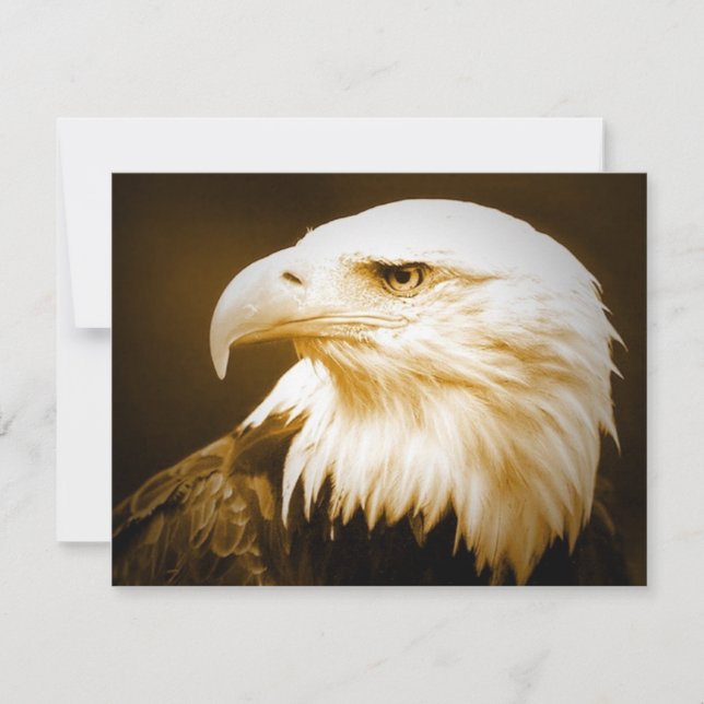 Bald American Eagle Eye (Voorkant)