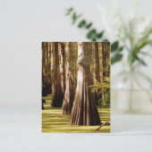 Bald Cypress-bomen met Buttrestrunks Briefkaart (Staand voorkant)