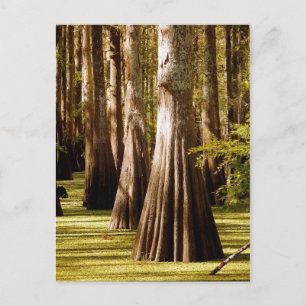 Bald Cypress-bomen met Buttrestrunks Briefkaart