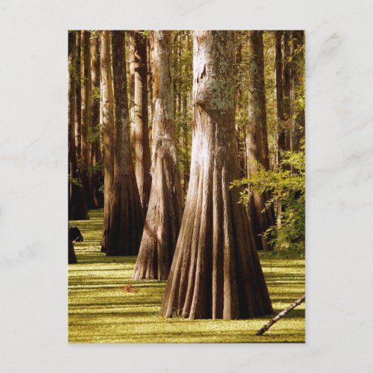 Bald Cypress-bomen met Buttrestrunks Briefkaart (Voorkant)