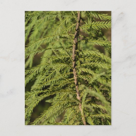 Bald Cypress Branch Briefkaart (Voorkant)