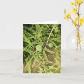 Bald Cypress Seed Cone Kaart (Gele Bloem)
