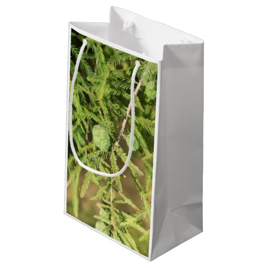 Bald Cypress Seed Cone Klein Cadeauzakje (Achterkant Gekanteld)