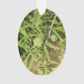 Bald Cypress Seed Cone Ornament (voorkant)