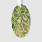 Bald Cypress Seed Cone Ornament (voorkant)