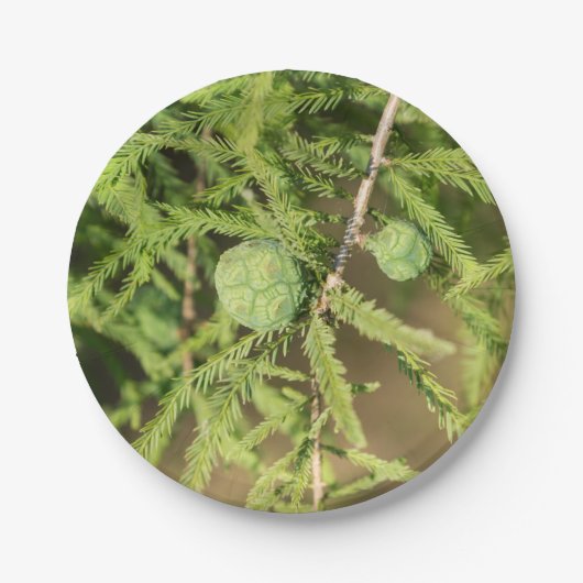 Bald Cypress Seed Cone Papieren Bordje (Voorkant)