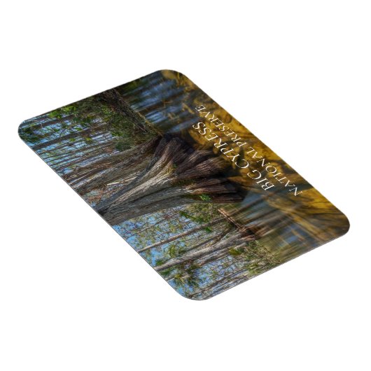 Bald Cypress Tree in Swamp, Big Cypress Preserve Magneet (Rechterzijde)