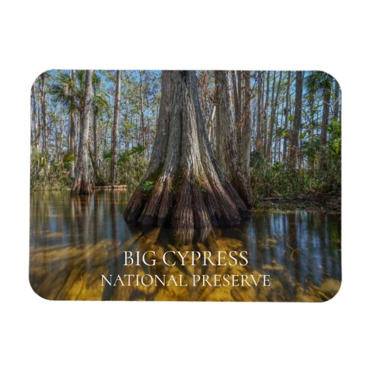 Bald Cypress Tree in Swamp, Big Cypress Preserve Magneet (Horizontaal)