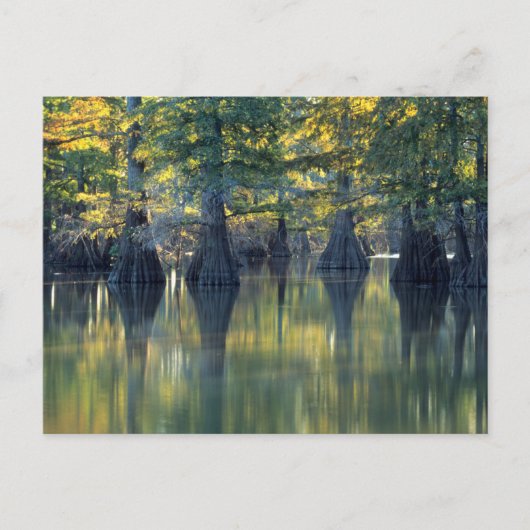 Bald Cypress Trees | Hoefijzer Lake Illinois Briefkaart (Voorkant)