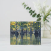 Bald Cypress Trees | Hoefijzer Lake Illinois Briefkaart (Staand voorkant)