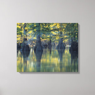 Bald Cypress Trees Hoefijzer Lake Illinois Canvas Afdruk