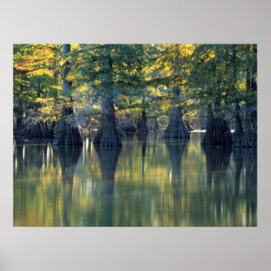 Bald Cypress Trees Hoefijzer Lake Illinois Poster